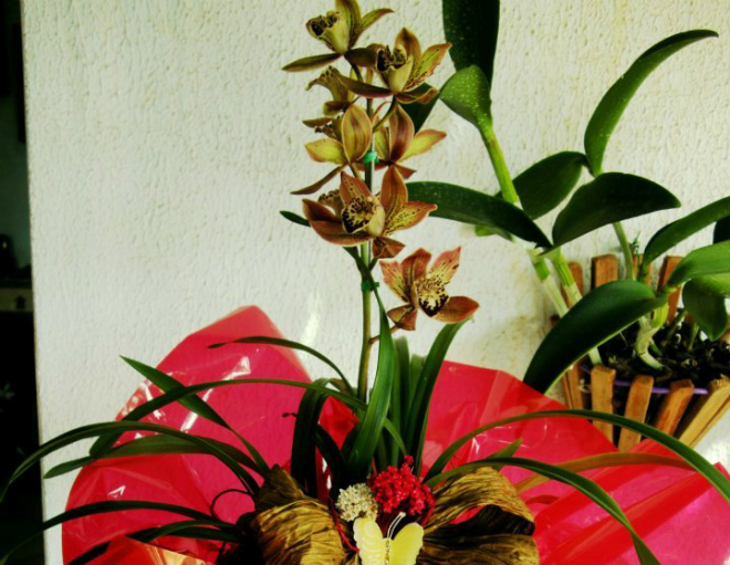 O Departamento de Cultura, promove a Exposição de Orquídeas, na Casa do Artesão, nos dias 7, 8 e 9 de março, das 7h às 20h (Foto:Divulgação/Assecom)