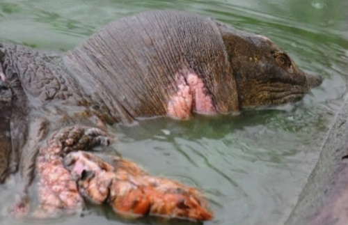 A tartaruga da espécie Rafeteus swinhoei. Foto:BBC