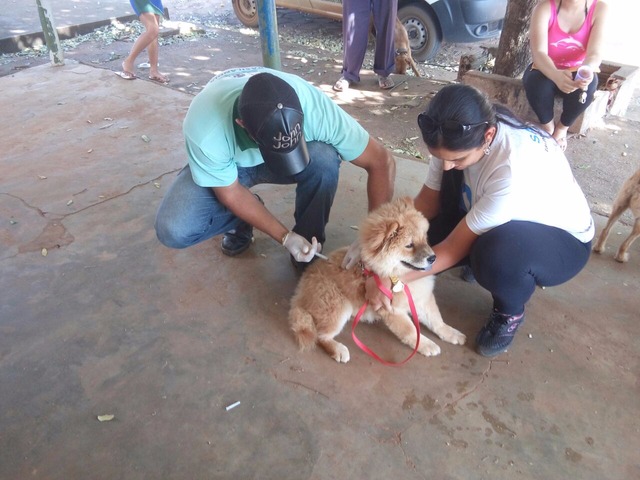Mais de mil animais já foram vacinados em Brasilândia Foto/Assessoria