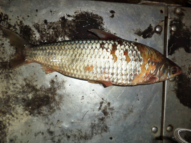 Foram apreendidos 4 kg de pescado e uma rede de pesca, um motor de popa e um barco (Foto: Divulgação/PMA)