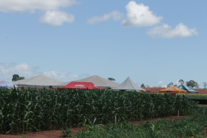 Fazenda São Matheus é a vitrine do Agro-negócio da Costa Leste, diz Embrapa ... que além da soja, a plantação de milho também supera expectativas do produtor...