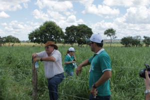 Em uma das áreas de 40 hectares a pastagem apresentou crescimento acima da média do plantio convencional (Foto: Ricardo Ojeda) 