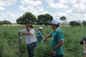 Dia de Campo em Inocência atrai mais de 150 produtores rurais Em uma das áreas de 40 hectares a pastagem apresentou crescimento acima da média do plantio convencional (Foto: Ricardo Ojeda)