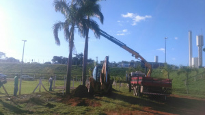 As duas palmeiras imperiais removidas da Avenida Rosário Congro foram replantadas no recinto Arena Mix (Foto: Assessoria)