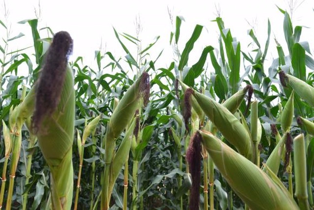 Censo Agropecuário de 2017 vai pesquisar mais de 5 milhões de propriedades. (Foto: Valter Campanato/Arquivo/Agência Brasil)