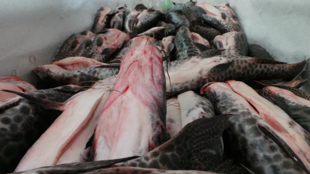 Na Semana Santa peixe é o cardápio principal de muitas famílias Na Semana Santa peixe é o cardápio principal de muitas famílias