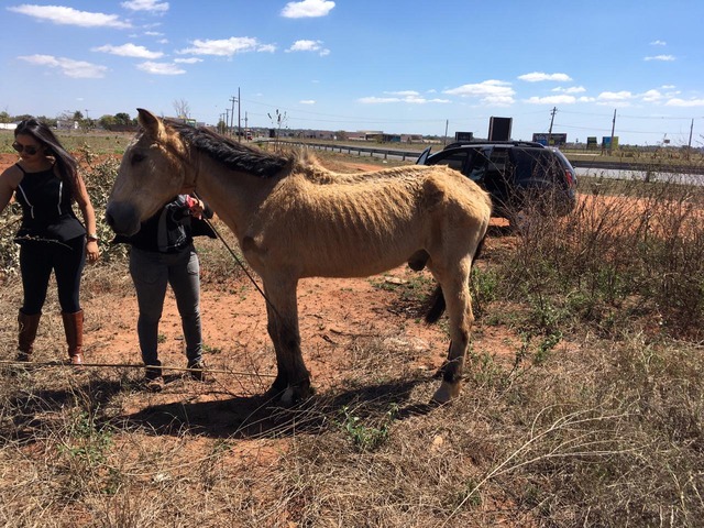 Cavalo estava amarrado sem água, no mato seco e com fortes sinais de esgotamento. Foto: Divulgação