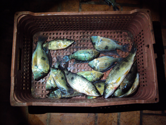 Foram encontrados com o pescador, 10 quilos de peixe
Foto: Assessoria de Comunicação