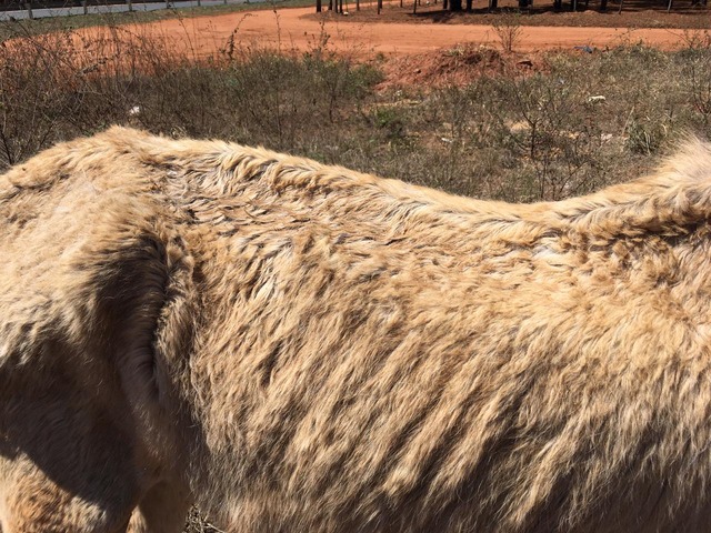 Cavalo com sinais de desnutrição e esgotamento foi encontrado pelo Delegado da 2ª DP de Três Lagoas. Proprietário foi intimado. Foto: Divulgação