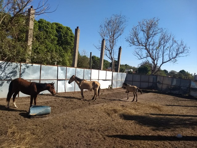 Cavalo foi recolhido pela prefeitura para ser alimentado e cuidado pelos veterinários municipais. Foto: Divulgação