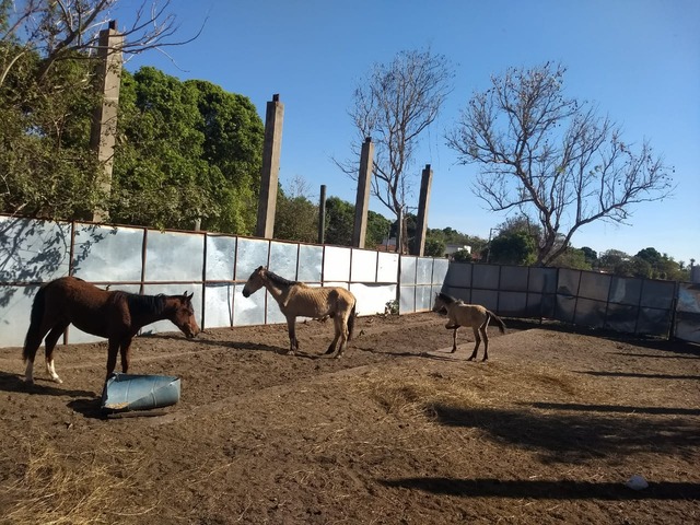 Animais de grande porte são vítimas da seca e falta de comprometimento dos proprietários em Três Lagoas Cavalo foi recolhido pela prefeitura para ser alimentado e cuidado pelos veterinários municipais. Foto: Divulgação