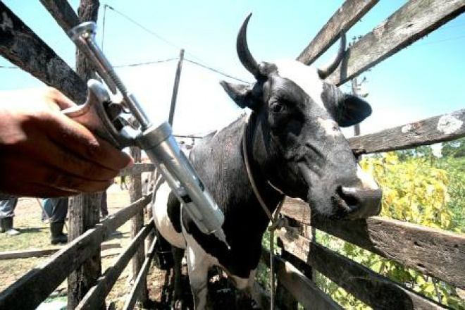 Vacinação antiaftosa na fronteira será antecipada e começa dia 2 Vacinação antiaftosa na fronteira será antecipada e começa dia 2