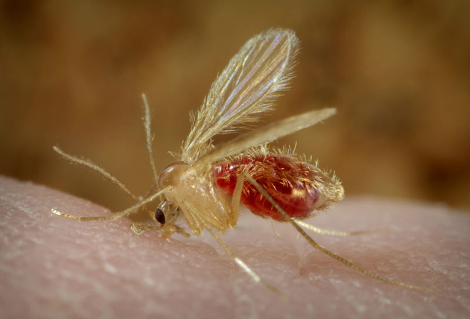 O mosquito Phlebotomus é o transmissor da doença
Foto: Divulgação