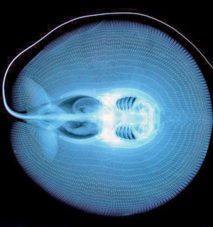 magem de raio-X da arraia Heliotrygon gomesi. (Foto: UTSC/ Divulgação)