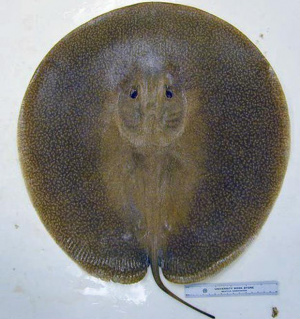 Heliotrygon rosai tem o dorso marrom. (Foto: UTSC/ Divulgação)