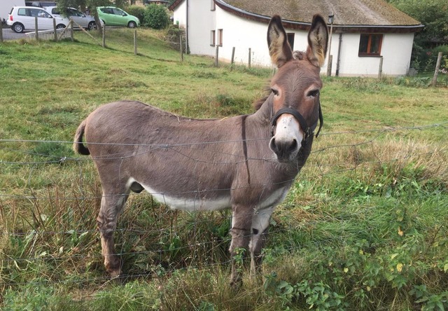 Burro morde carro esportivo na Alemanha, e dono tem que pagar indenização O burro Vitus (Foto: Hit Radio FFH/dpa via AP)