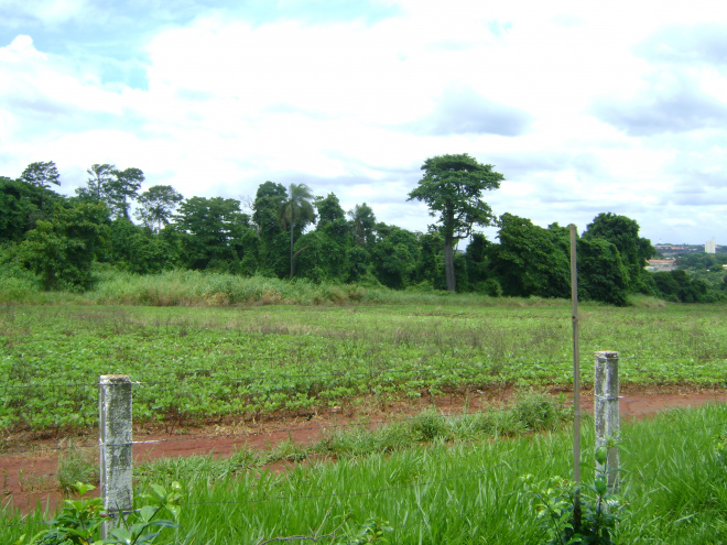 André exclui áreas lindeiras do sistema de reserva legal Áreas onde poder público abrir estrada ou instalar rede de energia não será computada como reserva legal.