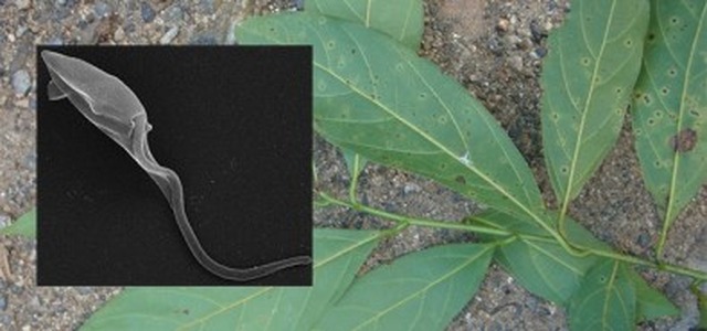 Composto de planta brasileira combate leishmaniose e doença de Chagas Composto de planta brasileira combate leishmaniose e doença de Chagas Pesquisadores do Instituto Adolf Lutz constatam que substâncias sintetizadas de molécula da canela-seca são capazes de matar os parasitas transmissores dessas doenças negligenciadas (fotos: Ana Claudia Torrecilhas e J. P. Maçaneiro/Flora Digital)