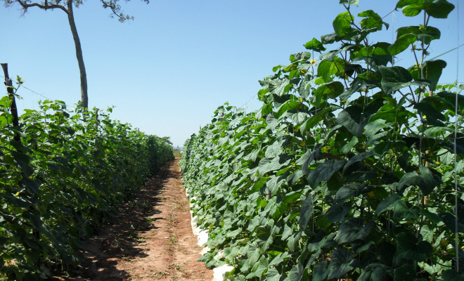 Mais de 700 toneladas de pepinos produzidos em parceria Prefeitura de Brasilândia garante assistência para produção de pepinos
Foto: Assessoria