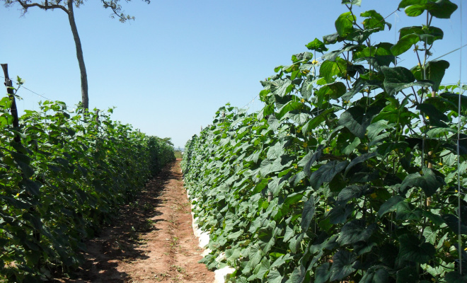 Prefeitura de Brasilândia garante assistência para produção de pepinos
Foto: Assessoria