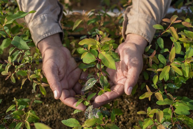Eldorado Brasil divulga 7ª edição do Plano de Manejo Florestal