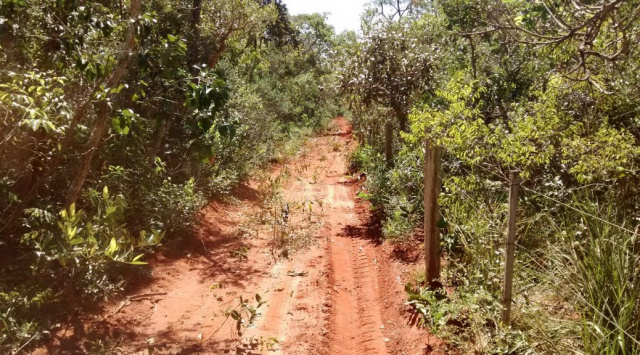 A fazendeira também retirou a madeira das árvores derrubadas para manutenção de cercas em sua fazenda. (Foto: Divulgação)