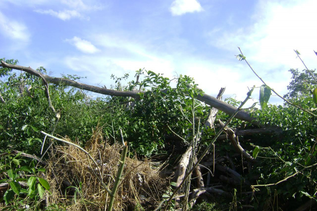 Cerca de um hectare foi desmatado (Foto/Assessoria) 