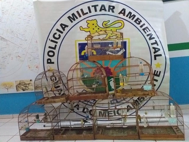 Polícia Ambiental de Três Lagoas multa homem que mantinha pássaros silvestres em cativeiro Foto: Divulgação PMA
