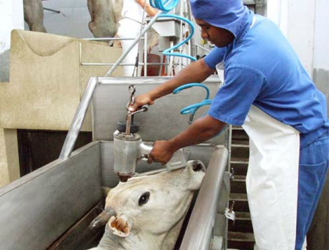 Governo isenta de ICMS abate de animal apreendido Abate sanitário em rebanho com suspeita de aftosa. Antes, produtor perdia rebanho e ainda pagava imposto.