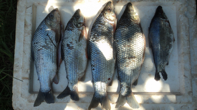 Parte do pescado apreendido pela PMA, que estava com os pescadores. (Foto: Assessoria)