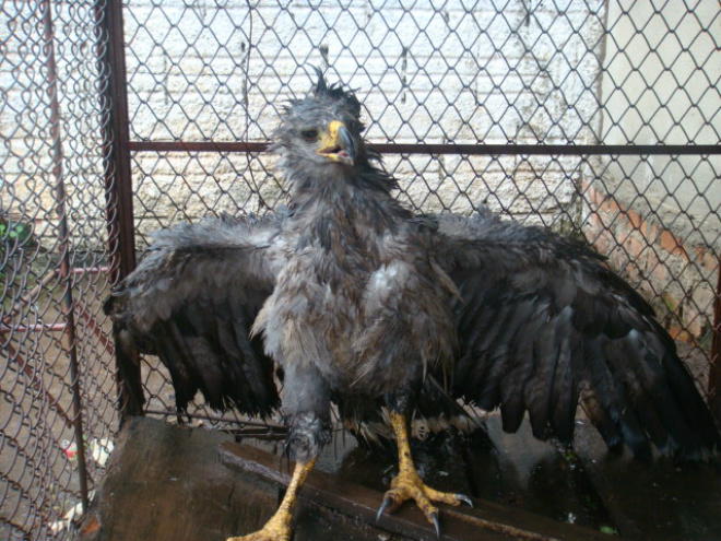 Gavião-real ferido é resgatado pela PMA no Pantanal Ave encontrada por fazendeiro no Pantanal. (Foto: Divulgação/PMA)