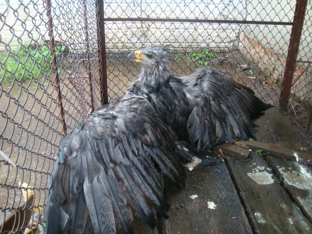 Gavião-real será tratado no Centro de Reabilização de Animais Silvestres e depois solto na natureza.