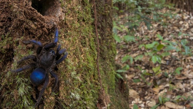 Aranha que está sendo chamada de 'tarântula elétrica' foi avistada por fotógrafo perto do rio Potaro, na Guiana (Foto: Andrew Snyder/Global Wildlife)