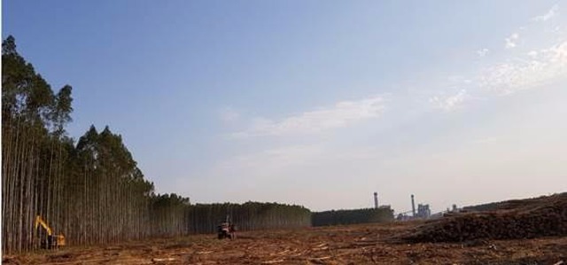 Após a inauguração da sua nova fábrica de celulose de Três Lagoas (MS), a Fibria continua com um dos raios médios de florestas plantadas mais competitivos do mercado (Foto/Assessoria)