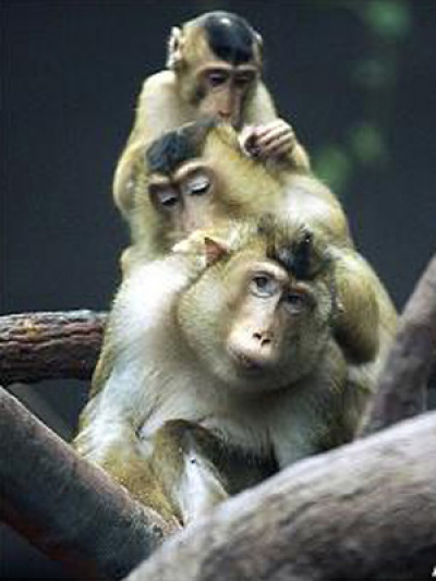 Macacos-de-gibraltar selvagens foram usados em
pesquisa para saber se os animais conseguiam
reconhecer 'amigos' (Foto: AP Photo / via BBC)