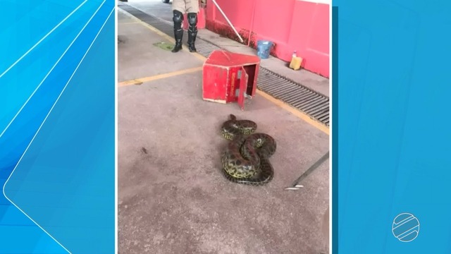 Homem encontra sucuri de 3 m em galinheiro no quintal de casa em Ladário, MS Sucuri foi encontrada por morador em galinheiro no quintal de casa em Ladário (Foto: Reprodução/TV Morena)