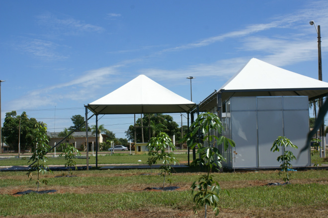 Estandes da exposição Três Lagoas Florestal já estão sendo montados Área ao lado de estandes tem eucalipto e seringueira plantados.