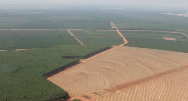 Na região de Três Lagoas possui um ativo de 440 mil hectares de áreas plantadas, cultivo que mudou o cenário das áreas rurais (Foto: Ricardo Ojeda/Arquivo) 