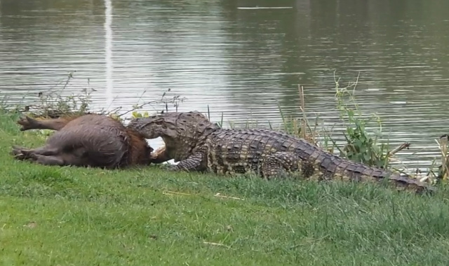 Jacaré chama atenção ao matar capivara na Lagoa Maior Após