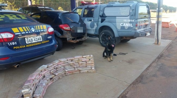Cão policial de Três Lagoas localiza mais de 100 kg de droga em carro (Foto: Divulgação/PM)