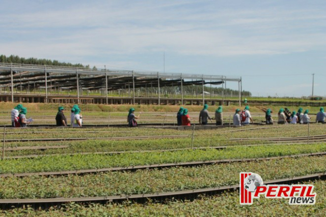 Milhões de reais são investidos em estudos e tecnologias para a produção de mudas que são estocadas em viveiros climatizados (Foto: Ricardo Ojeda/Arquivo) 