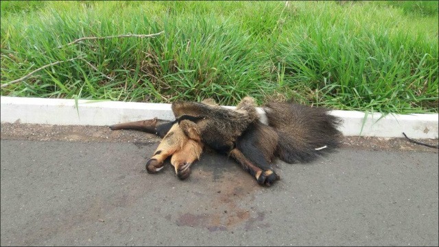 Mais de três mil animais são atropelados por ano na BR-262 Entre os animais que mais morrem na BR, estão o cachorro-do-mato, tamanduá e anta. (Arquivo/Perfil News)