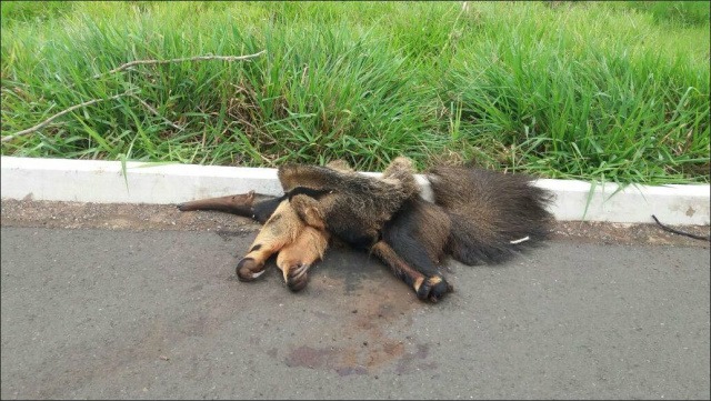 Entre os animais que mais morrem na BR, estão o cachorro-do-mato, tamanduá e anta. (Arquivo/Perfil News)