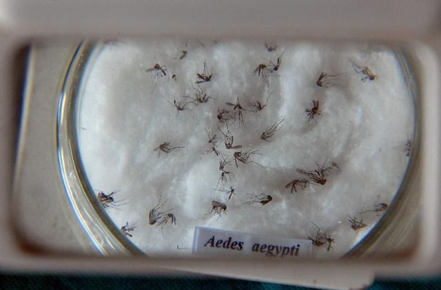 Mosquito da dengue, Aedes aegypti - Arquivo/Agência Brasil