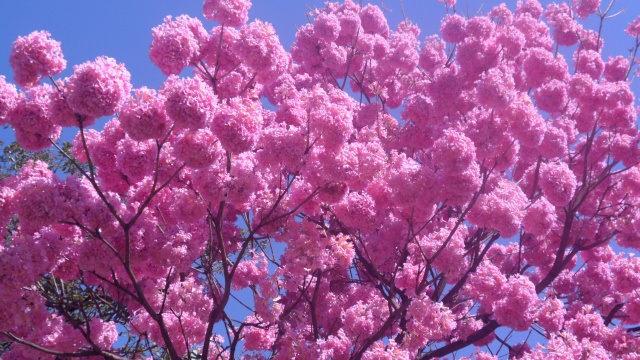 Floração do ipê rosa deixa rastros coloridos em Três Lagoas - Perfil News -  Notícias de Três Lagoas e região