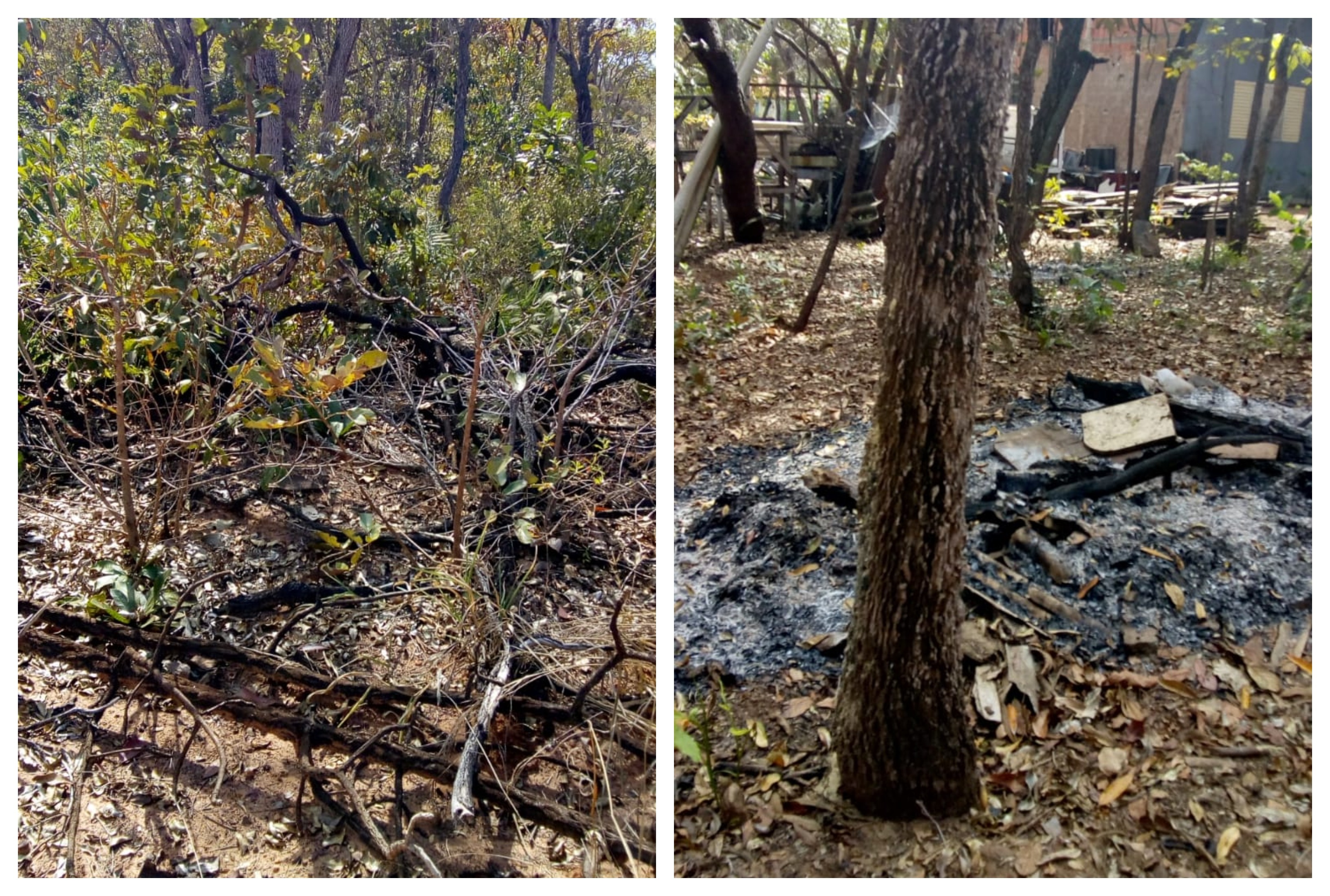Polícia Ambiental multa dono de rancho no Sucuriú em R$ 2 mil por derrubada de árvores nativas Foto: Divulgação PMA