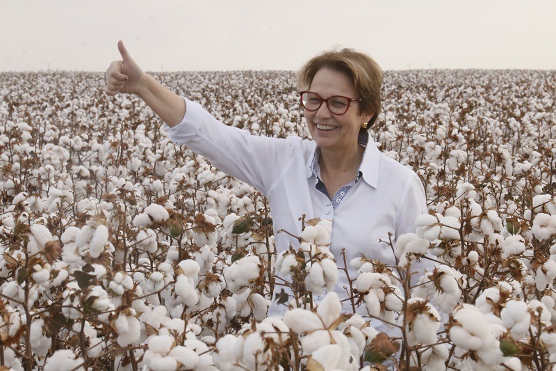 Ministra da Agricultura e autoridades do estado participam do Tour da Colheita de Algodão em Chapadão do Sul Ministra Tereza Cristina participou do Tour da Colheita do Algodão da Ampasul em Chapadão do Sul /Foto – Norbertino Angeli