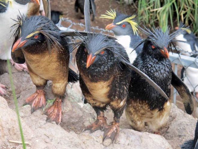 Ilha no Atlântico é o maior habitat para espécie de pinguim no mundo. (Foto: Trevor Glass/ RSPB/ AP)