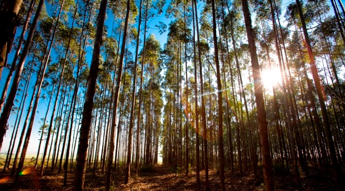 Mato Grosso do Sul tem a segunda maior área plantada com eucalipto do País, diz IBGE