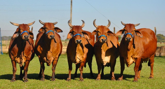Leilão com a ‘grife OT’ promete atrair pecuaristas de todo Brasil As principais doadoras que vão entrar em pista para vender prenhez no Leilão Sindi OT